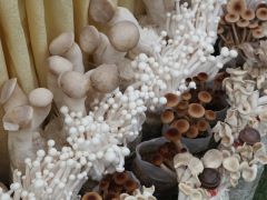 小菌菇漸成大產業——貴港市全力培育壯大食用菌產業